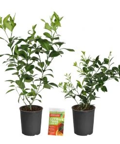 Brighter Blooms Meyer Lemon + Key Lime Bush Pack