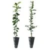 Brighter Blooms Meyer Lemon + Key Lime Tree Pack Citrus Trees