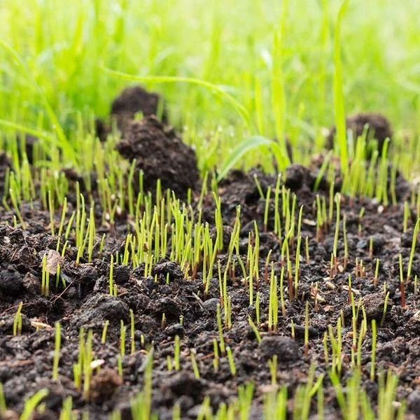 Brighter Blooms Erosion Control Plants Lesco Double Eagle Ryegrass Seed 4 Brighter Blooms Erosion Control Plants Lesco Double Eagle Ryegrass Seed