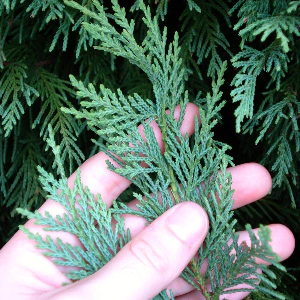 Brighter Blooms Evergreen & Privacy Leyland Cypress Tree 4 Brighter Blooms Evergreen & Privacy Leyland Cypress Tree
