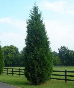 Brighter Blooms Evergreen & Privacy Leyland Cypress Tree 10 Brighter Blooms Evergreen & Privacy Leyland Cypress Tree