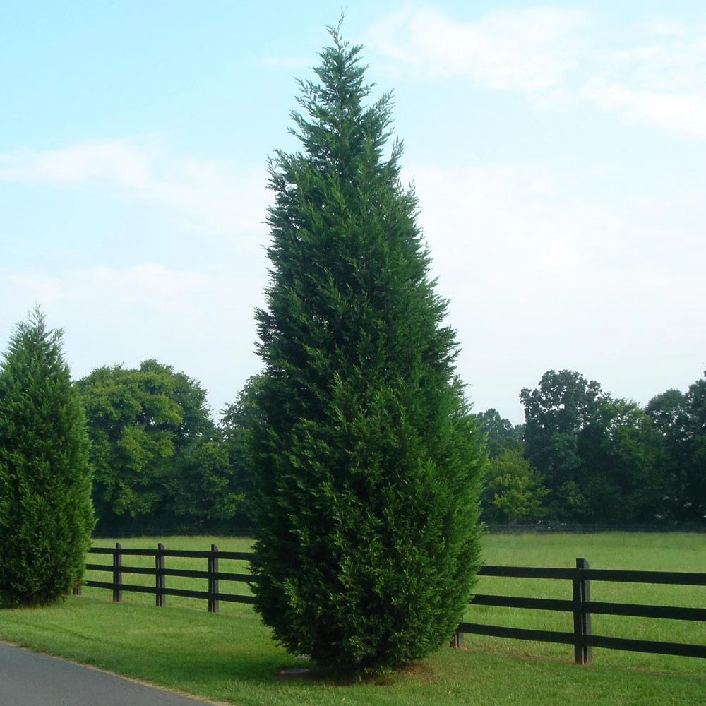 Brighter Blooms Evergreen & Privacy Leyland Cypress Tree 5 Brighter Blooms Evergreen & Privacy Leyland Cypress Tree