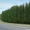 Brighter Blooms Evergreen & Privacy Leyland Cypress Tree