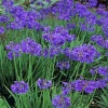 Brighter Blooms Perennials Lily Of The Nile (Purple) Plant