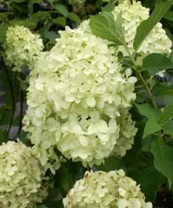 Brighter Blooms Limelight Hydrangea Tree Shrubs & Hedges