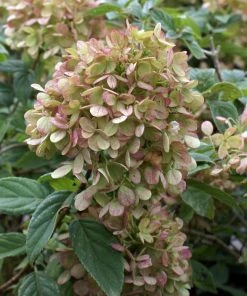 Brighter Blooms Limelight Hydrangea Tree Shrubs & Hedges