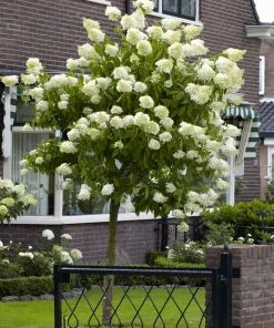 Brighter Blooms Limelight Hydrangea Tree Shrubs & Hedges