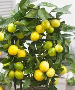 Brighter Blooms Citrus Trees Limequat Tree