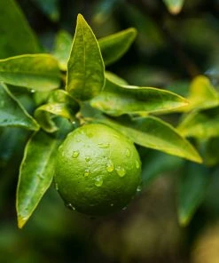 Brighter Blooms Citrus Trees Limequat Tree