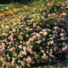 Brighter Blooms Shrubs & Hedges Little Princess Spirea Shrub