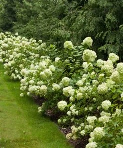 Brighter Blooms Little Lime® Hydrangea Shrub