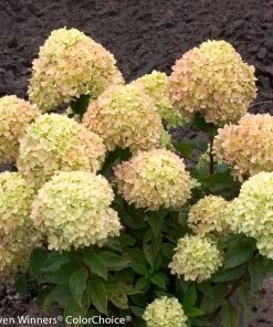 Brighter Blooms Little Lime® Hydrangea Shrub