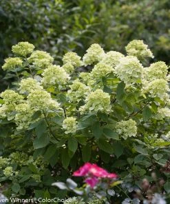 Brighter Blooms Little Lime® Hydrangea Shrub