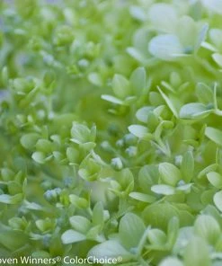 Brighter Blooms Little Lime® Hydrangea Shrub