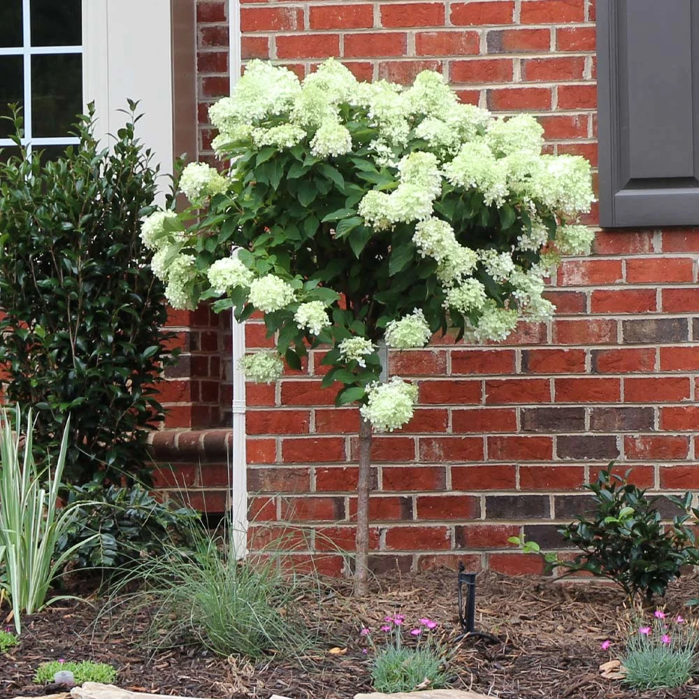 Brighter Blooms Shrubs & Hedges Little Lime® Hydrangea Tree 2 Brighter Blooms Shrubs & Hedges Little Lime® Hydrangea Tree