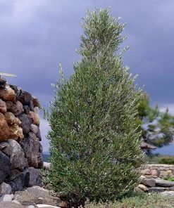 Brighter Blooms Little Ollie' Dwarf Olive Olive Trees