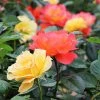 Brighter Blooms Livin' Easy™ And Easy Going™ Two-fer® Rose Tree