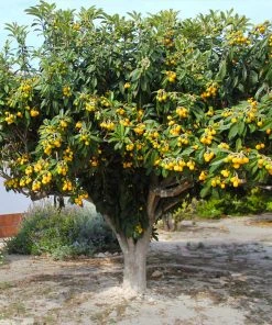 Brighter Blooms Loquat Tree Fruit Trees