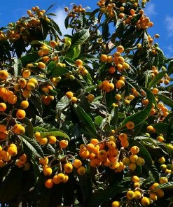 Brighter Blooms Loquat Tree Fruit Trees