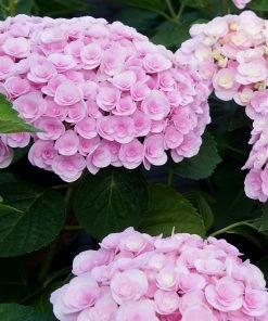 Brighter Blooms Love Hydrangea Shrub Shrubs & Hedges 5 Brighter Blooms Love Hydrangea Shrub Shrubs & Hedges