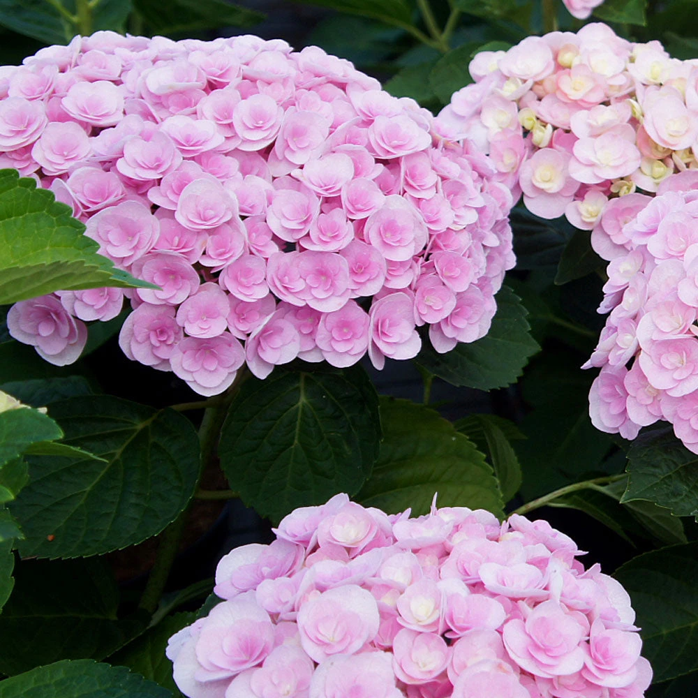 Brighter Blooms Love Hydrangea Shrub Shrubs & Hedges 3 Brighter Blooms Love Hydrangea Shrub Shrubs & Hedges