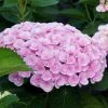 Brighter Blooms Love Hydrangea Shrub Shrubs & Hedges