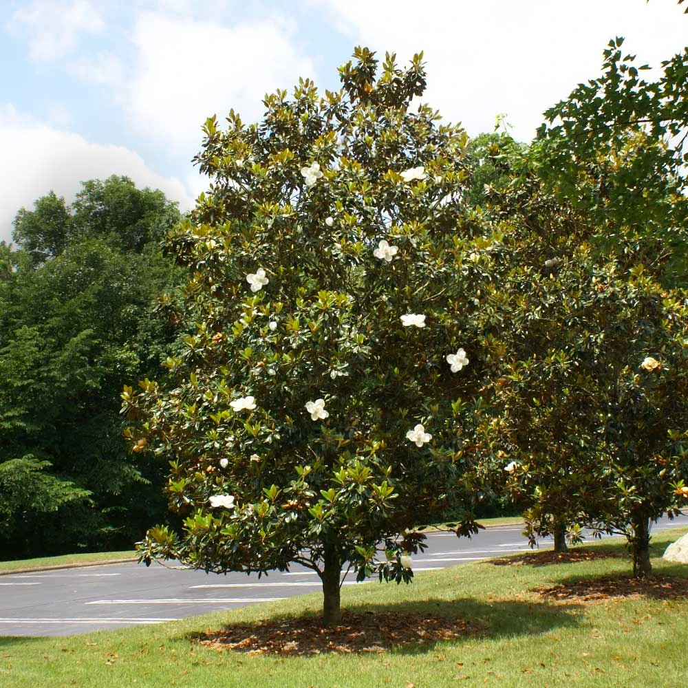 Brighter Blooms Evergreen & Privacy Little Gem Magnolia Tree 4 Brighter Blooms Evergreen & Privacy Little Gem Magnolia Tree