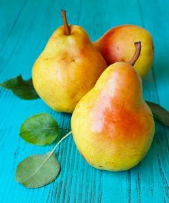 Brighter Blooms Luscious Pear Tree New Trees