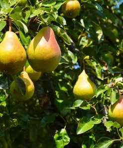 Brighter Blooms Luscious Pear Tree New Trees