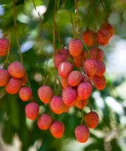 Brighter Blooms Lychee Tree