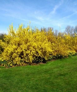 Brighter Blooms Lynwood Gold Forsythia Shrub