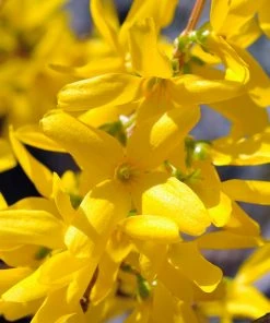 Brighter Blooms Lynwood Gold Forsythia Shrub