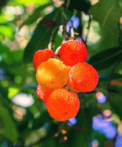 Brighter Blooms Fruit Trees Marina Strawberry Tree