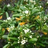 Brighter Blooms Mojo® Dwarf Pittosporum Shrub Shrubs & Hedges