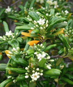 Brighter Blooms Mojo® Dwarf Pittosporum Shrub Shrubs & Hedges