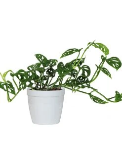 Brighter Blooms Monstera Adansonii Plant