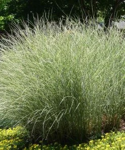 Brighter Blooms Morning Light Miscanthus