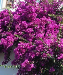 Brighter Blooms Majestic Purple Bougainvillea