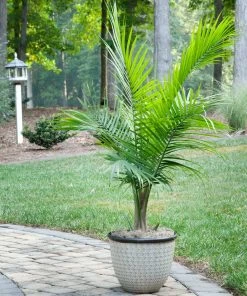 Brighter Blooms Palm Trees Majesty Palm Tree
