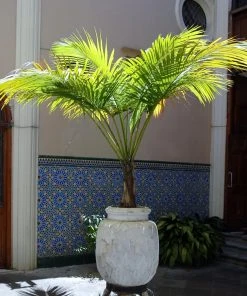 Brighter Blooms Palm Trees Majesty Palm Tree