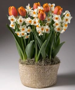 Brighter Blooms Spring Blooming Tulip & Daffodil Bulbs Pot