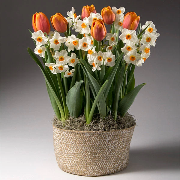 Brighter Blooms Spring Blooming Tulip & Daffodil Bulbs Pot 1 Brighter Blooms Spring Blooming Tulip & Daffodil Bulbs Pot