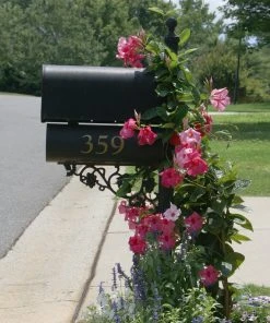Brighter Blooms Shrubs & Hedges Mandevilla 'Alice Du Pont' Shrub