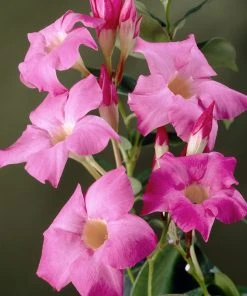 Brighter Blooms Shrubs & Hedges Mandevilla 'Alice Du Pont' Shrub
