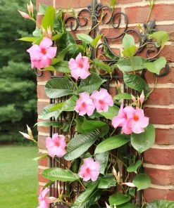 Brighter Blooms Shrubs & Hedges Mandevilla 'Alice Du Pont' Shrub