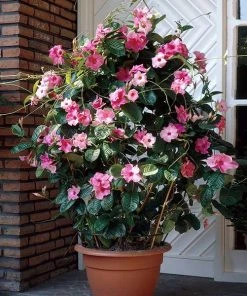 Brighter Blooms Shrubs & Hedges Mandevilla 'Alice Du Pont' Shrub