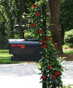Brighter Blooms Mandevilla 'Crimson Red' Vine