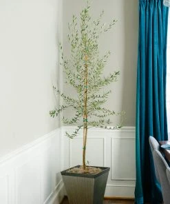 Brighter Blooms Manzanillo Olive Tree