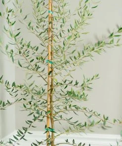 Brighter Blooms Manzanillo Olive Tree