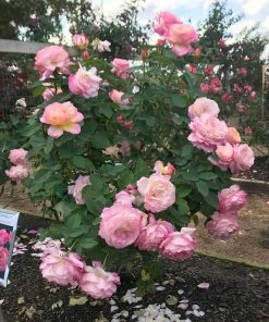 Brighter Blooms Roses Marc Chagall™ Rose